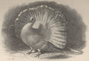 Joinery by Pigeon