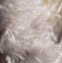 "The most comfortable stuff you can possibly sit on” – Why we use goose down in Schplendid sofa cushions