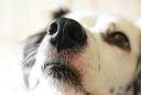 The truth about ‘new sofa smell’ (and why ours don’t)